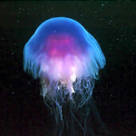 huge_jellyfish150X150