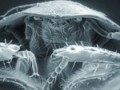 electron_microscope_insect150X150