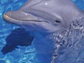 baby_animals_dolphin150X150