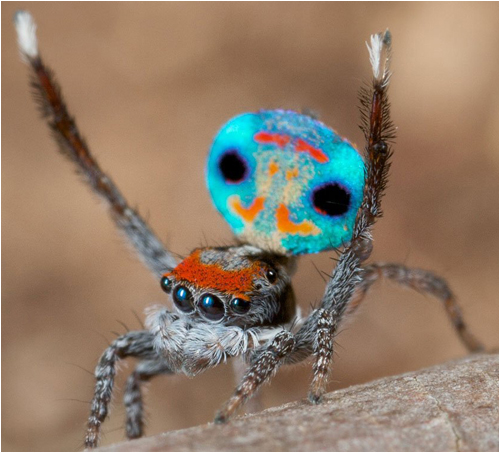 peacock_spider03