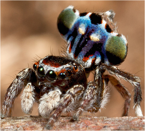 peacock_spider04