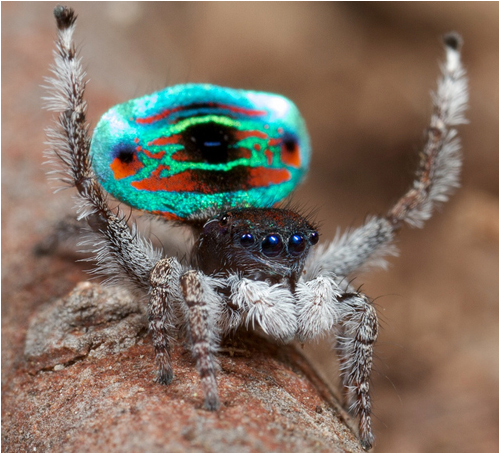 peacock_spider05
