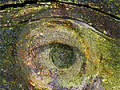 eye_of_nature150X150