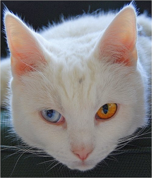 heterochromia_cat02