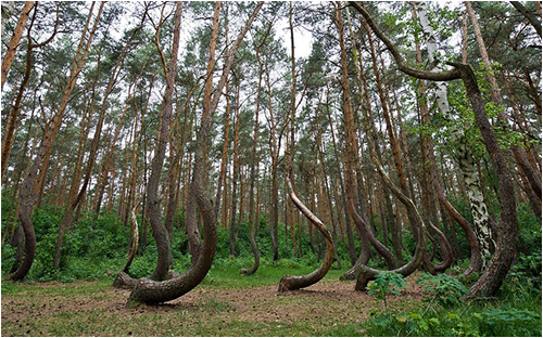 crooked_forest01