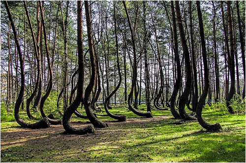 crooked_forest02