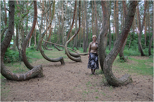 crooked_forest03