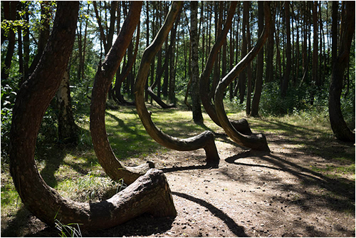 crooked_forest05