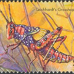 Leichhardt's_Grasshopper150X150