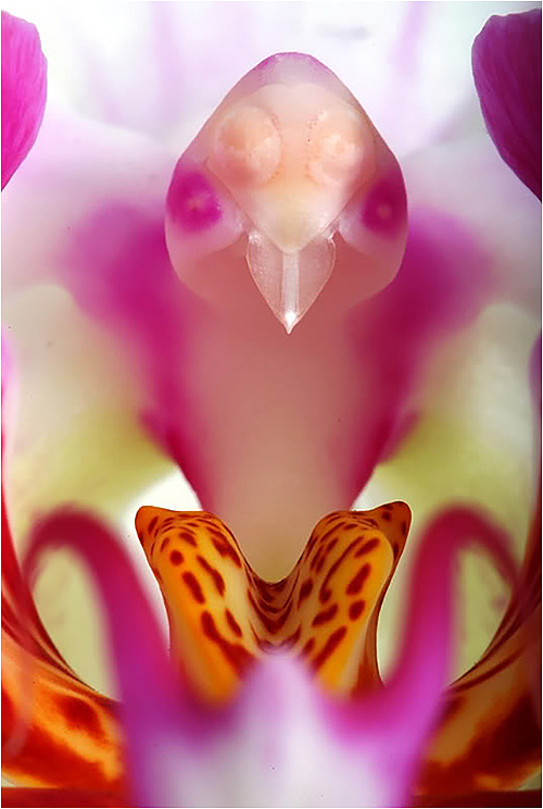 bird_head_orchid06