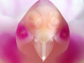 bird_head_orchid150X150