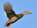 flying_duck150X150