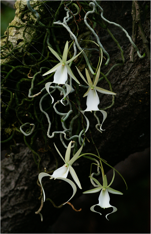 ghost_orchid03