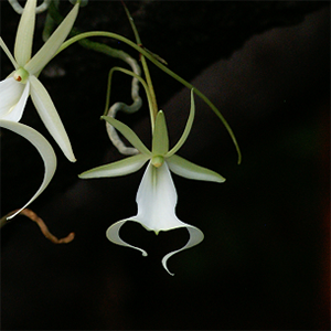 ghost_orchid150X150